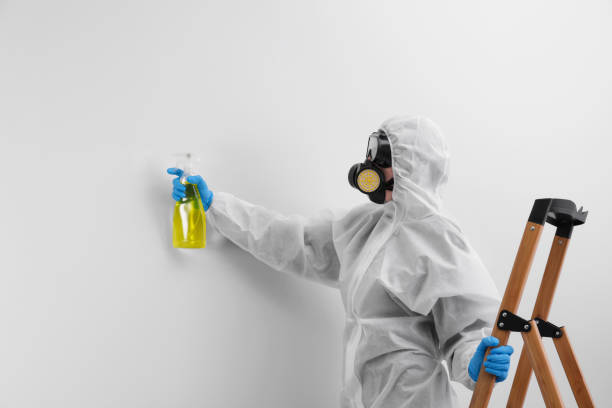 Best Mold Remediation for Rental Properties  in Raynham Center, MA