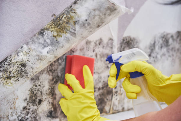 Why You Should Choose Our Mold Remediation Services in Raynham Center, MA